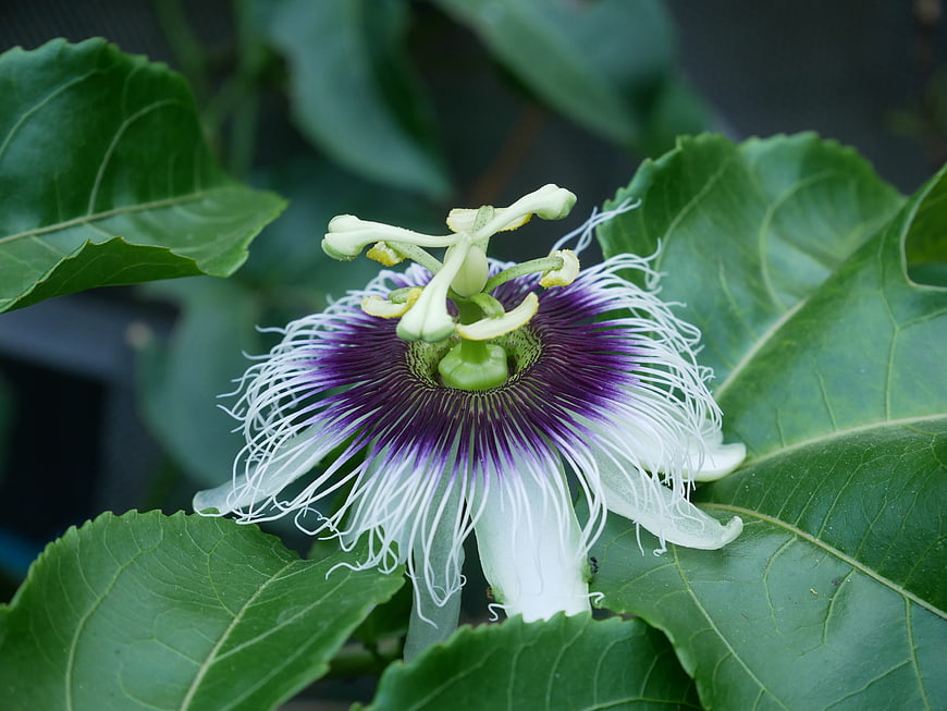 Close-up of a vibrant purple and white passion flower