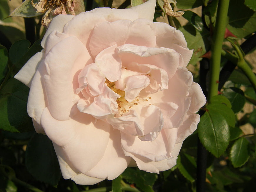 Close-up of a delicate pale pink rose in a garden