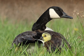 Mother Canada Goose Protecting Gosling in Green Grass