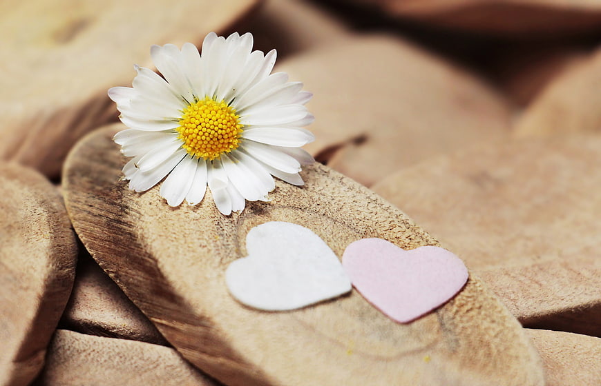 White daisy and paper hearts on rustic wooden slices