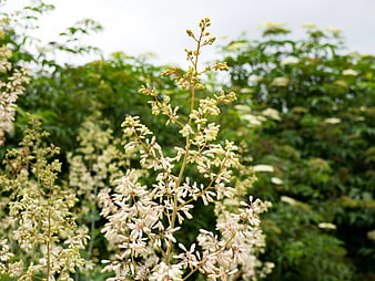 White Flowering Ash Tree Branches in Garden