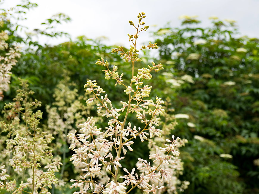 White Flowering Ash Tree Branches in Garden