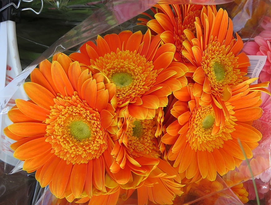 Vibrant Orange Gerbera Daisy Bouquet in Plastic Wrap