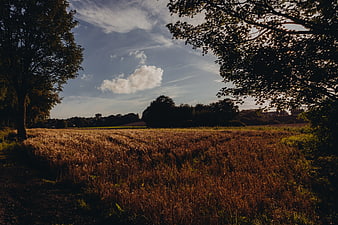 Golden Harvested Field Framed by Trees at Sunset