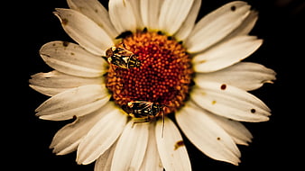 Two Bugs on White Daisy Flower Close Up