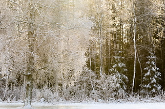 Frosty Winter Forest Landscape with Snow-Covered Trees
