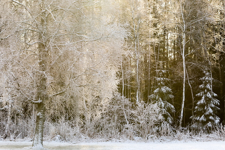 Frosty Winter Forest Landscape with Snow-Covered Trees