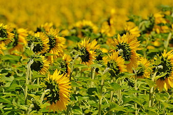 Vibrant Sunflower Field with Green Stems in Summer