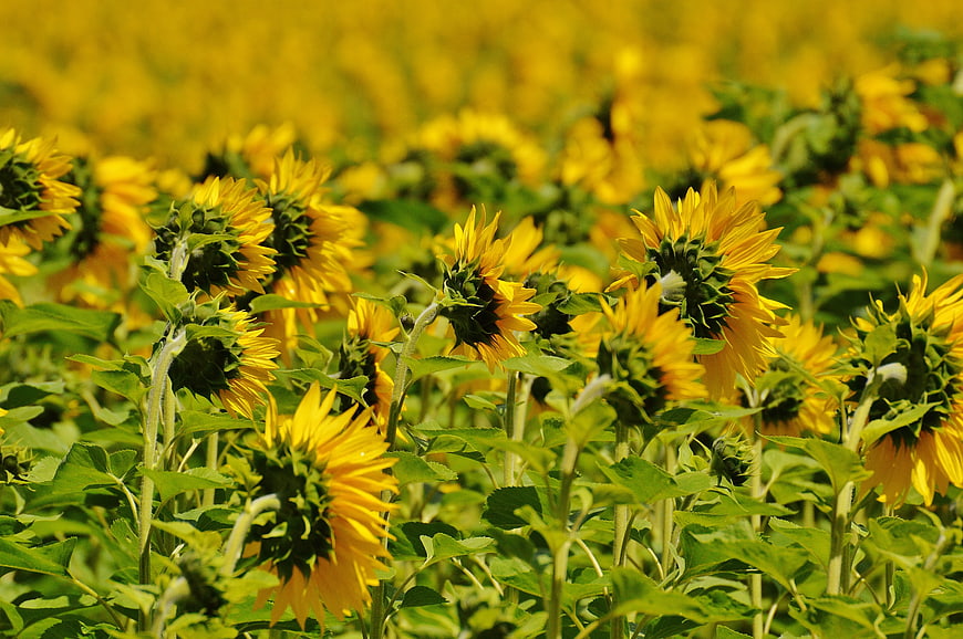 Vibrant Sunflower Field with Green Stems in Summer