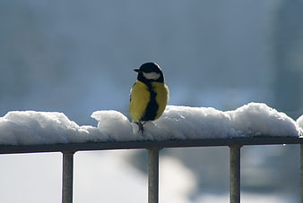 Great Tit Bird Perched on Snowy Railing in Winter