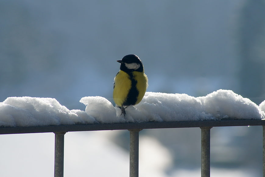 Great Tit Bird Perched on Snowy Railing in Winter