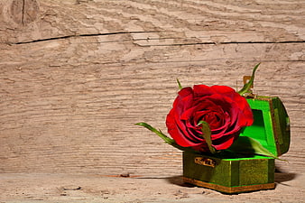 Red Rose in Green Treasure Chest on Wooden Background
