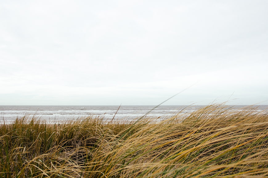 Golden Beach Grass Blowing in Wind with Ocean Background
