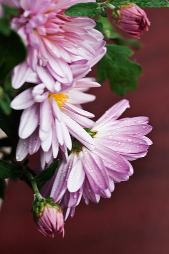 Close-up of pink chrysanthemum flowers with water droplets