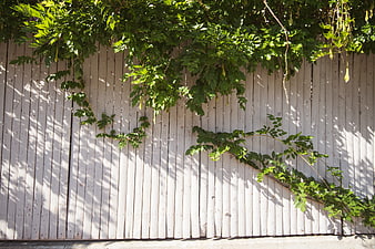 White wooden fence with green climbing vines and dappled sunlight