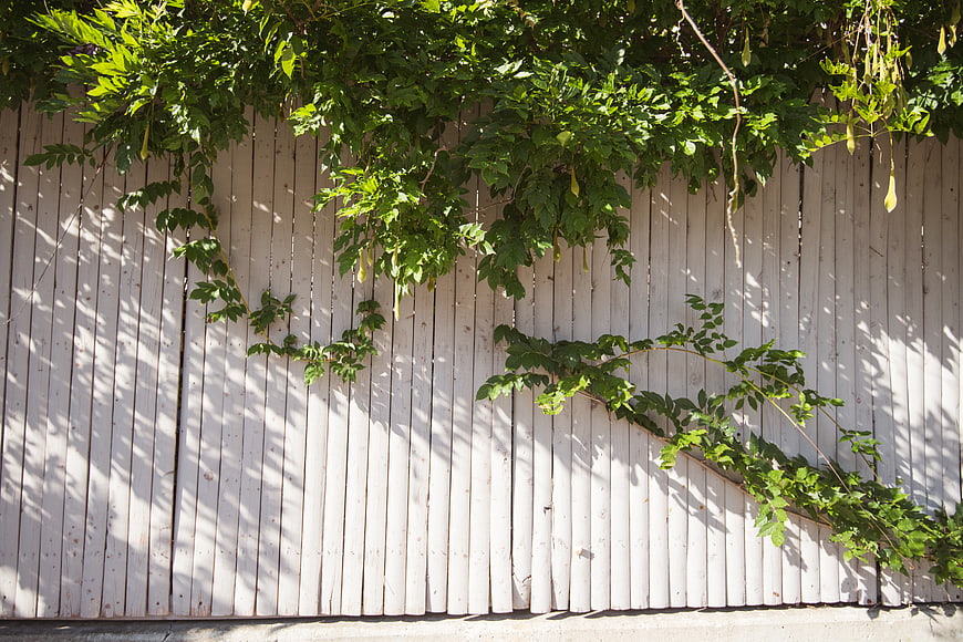White wooden fence with green climbing vines and dappled sunlight