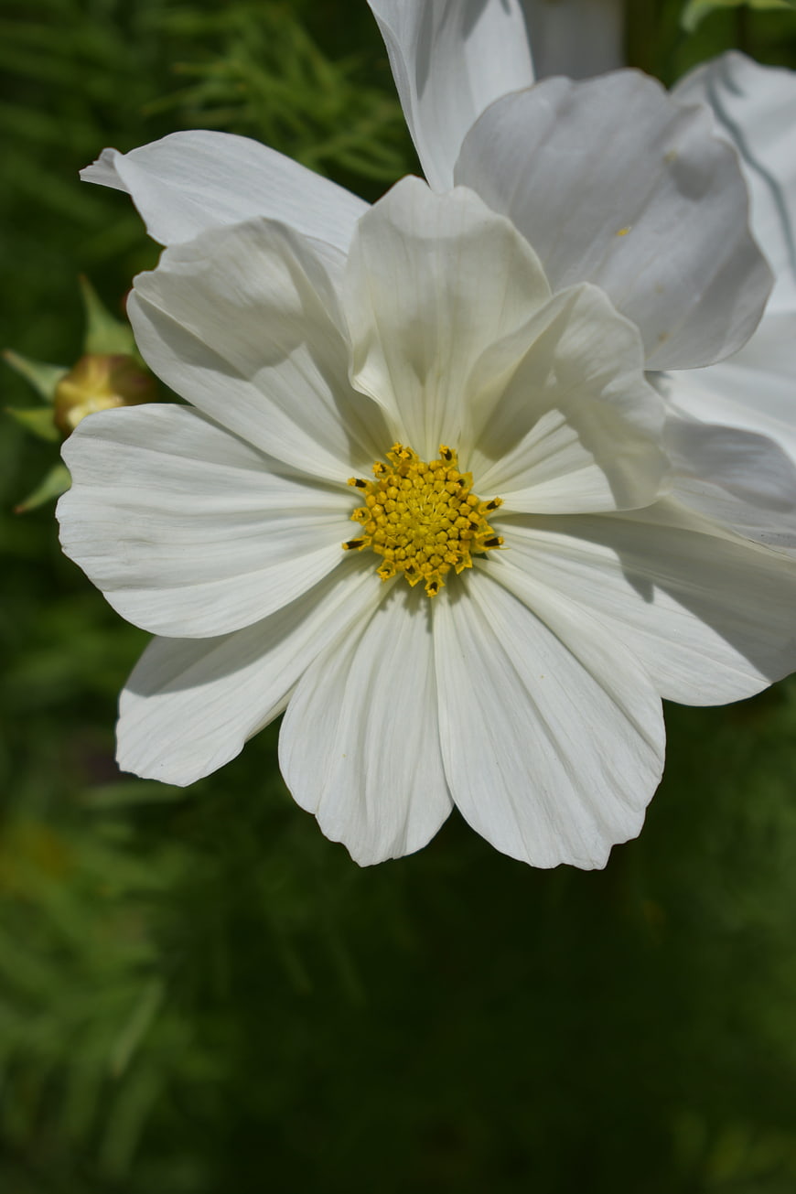 Close-up of White Cosmos Flower with Yellow Center