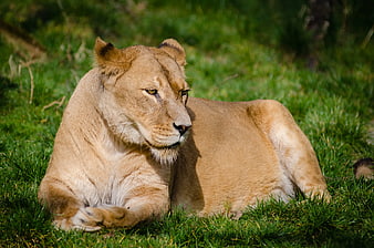 Lioness Resting on Green Grass in Natural Habitat