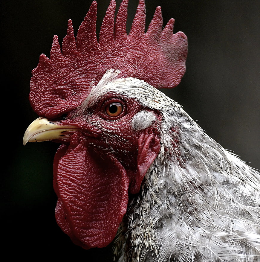 Close-up portrait of a white and red rooster head