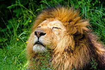 Close-up of a male lion sleeping peacefully in green grass