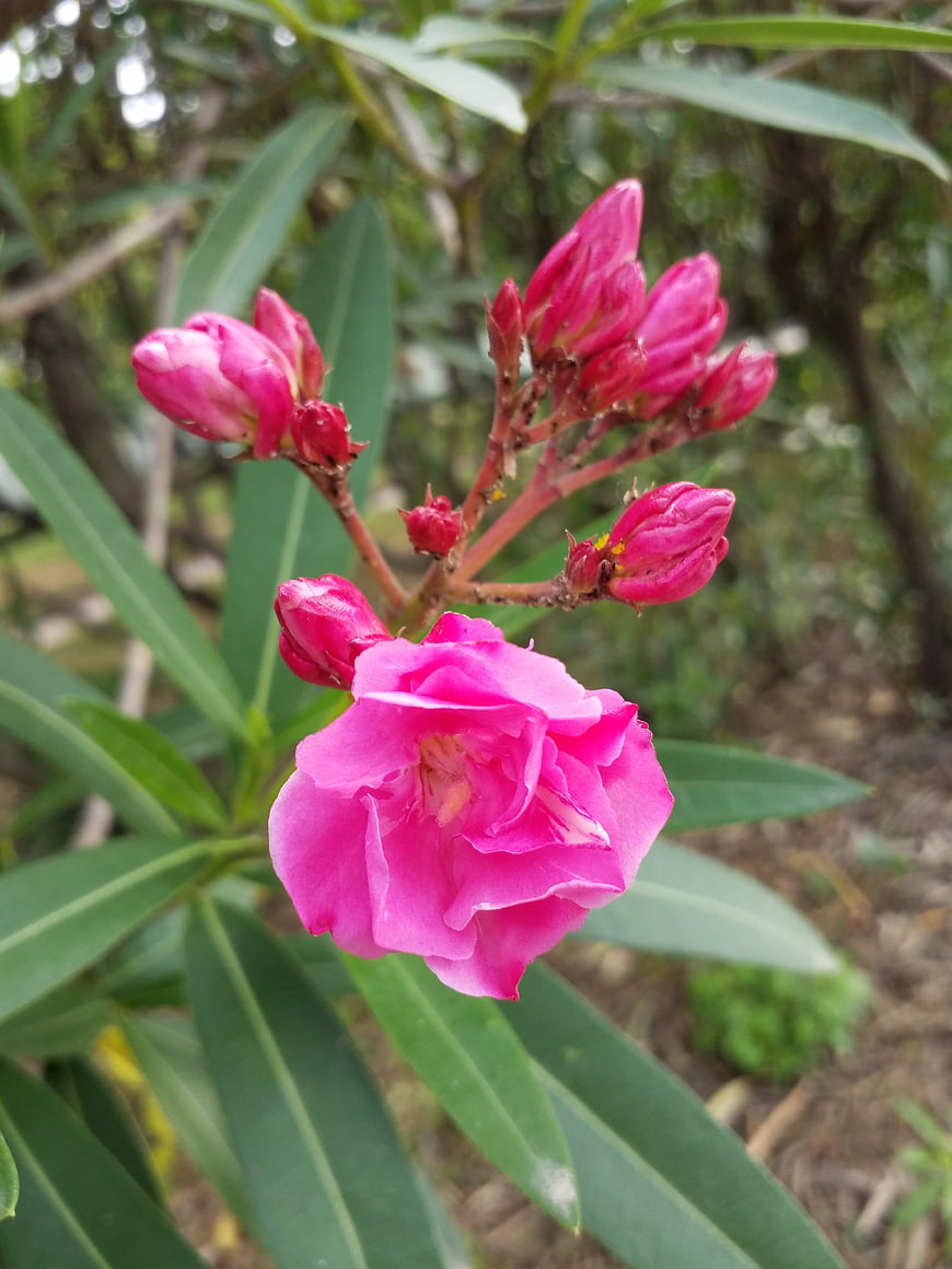 Pink Oleander Flower Close-Up with Green Leaves