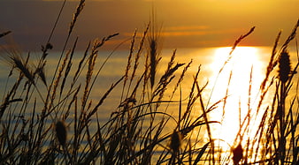 Silhouetted Beach Grass Against Golden Sunset Over Ocean