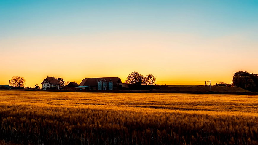 Golden Wheat Field at Sunset with Farmhouse Silhouette