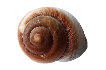 Close-up of a brown spiral snail shell on white background