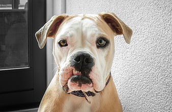 Close-up portrait of a cute Old English Bulldogge puppy