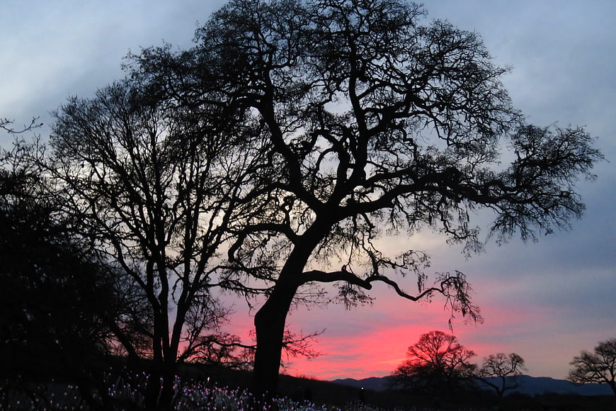 Silhouette of large oak tree against vibrant pink sunset sky