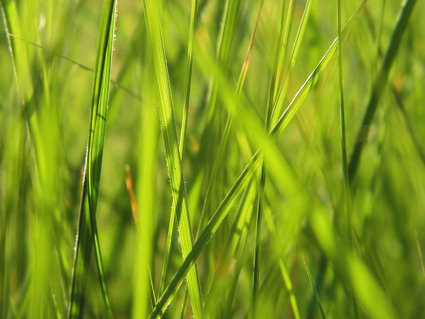 Close-up of vibrant green grass blades in sunlight