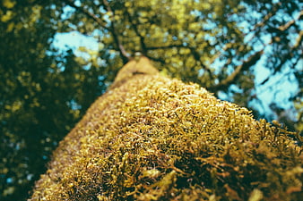 Low angle view of moss-covered tree trunk in forest