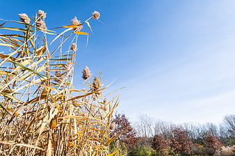 Golden reeds against blue sky in autumn landscape