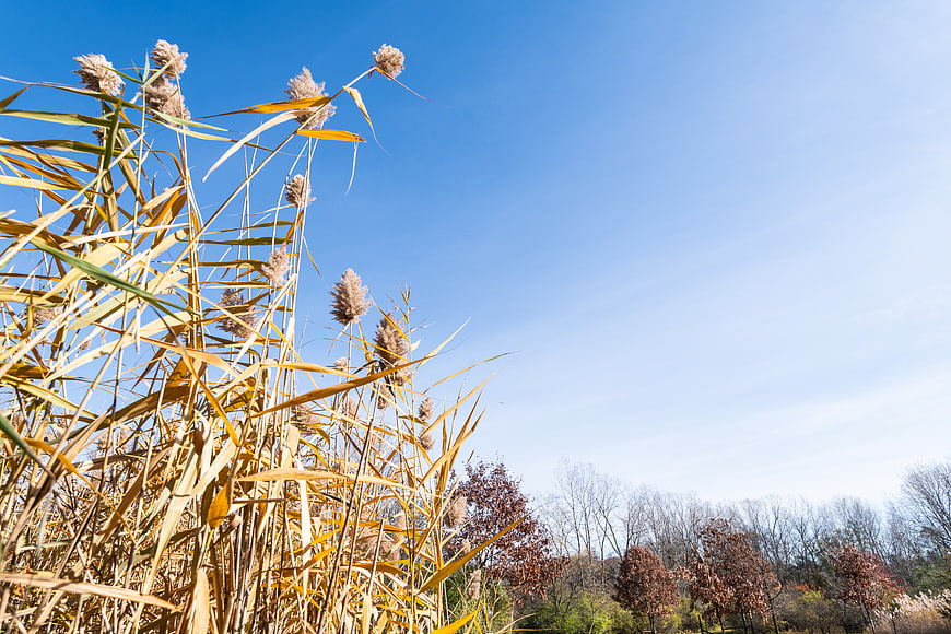Golden reeds against blue sky in autumn landscape