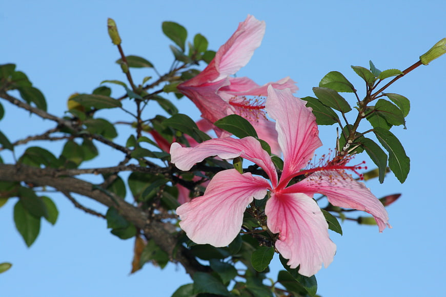 Pink Hibiscus Flowers Blooming Against Blue Sky