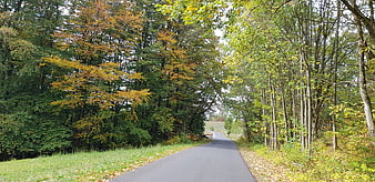 Paved path winding through autumn forest with colorful trees