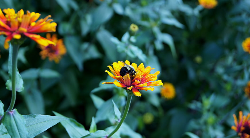Bumblebee Pollinating Vibrant Orange Zinnia Flower
