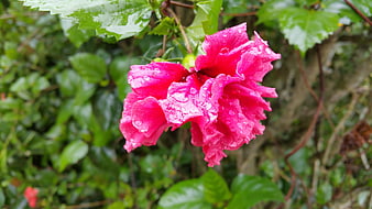 Vibrant Pink Hibiscus Flower with Raindrops
