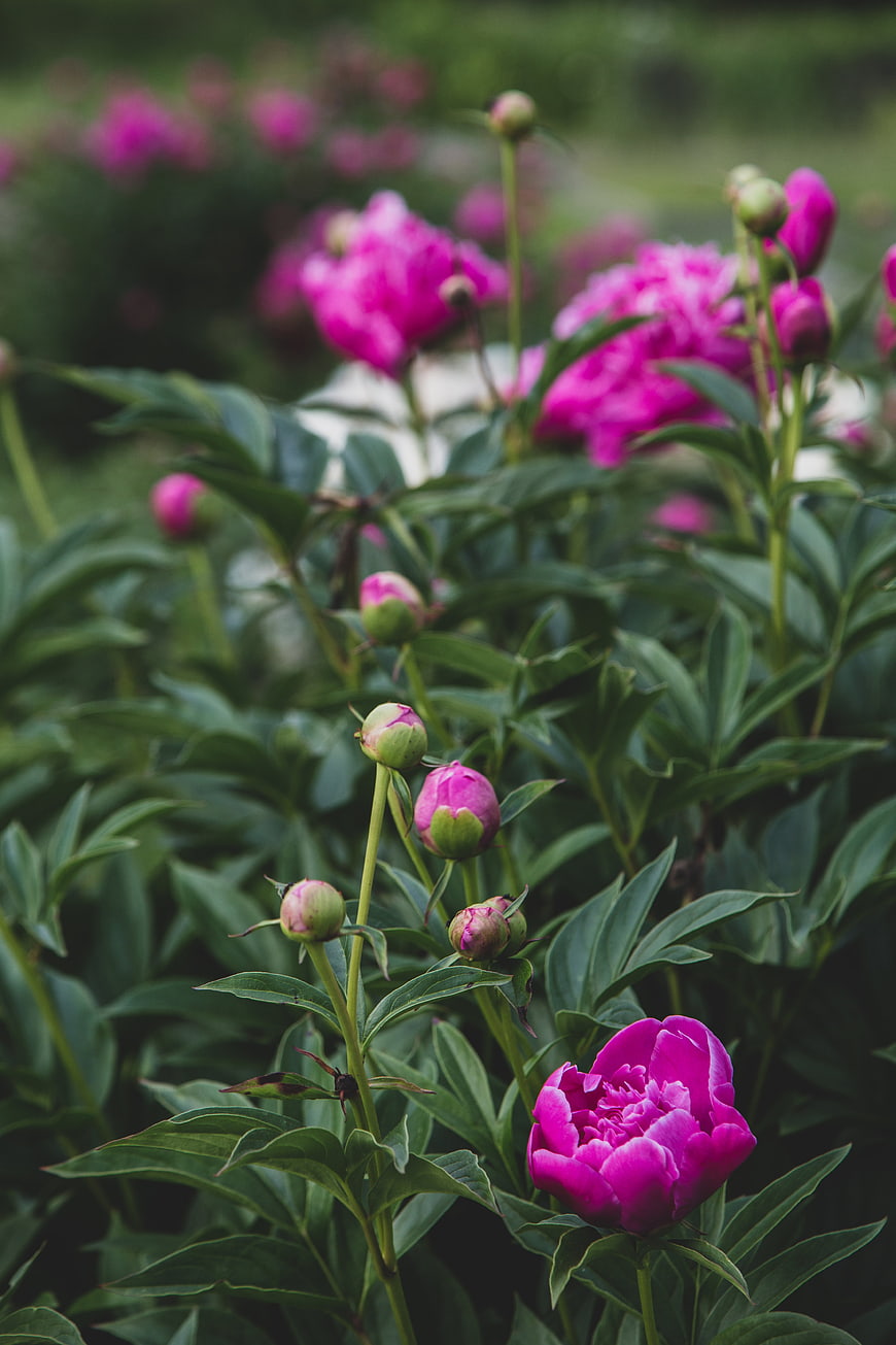 Vibrant Pink Peonies Blooming in Lush Green Garden