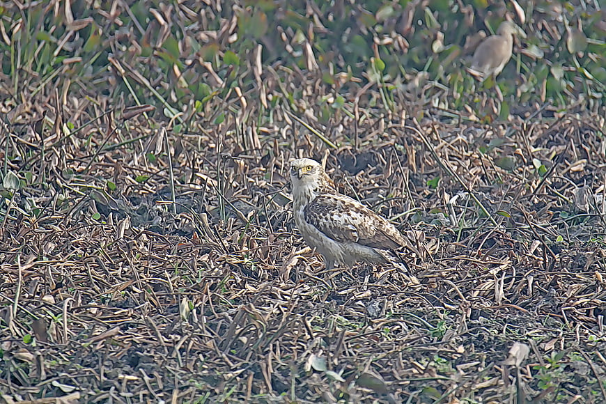 Short-toed Snake Eagle Standing in Dry Grass Field