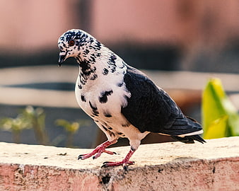 Spotted Pigeon Perched on Stone Wall