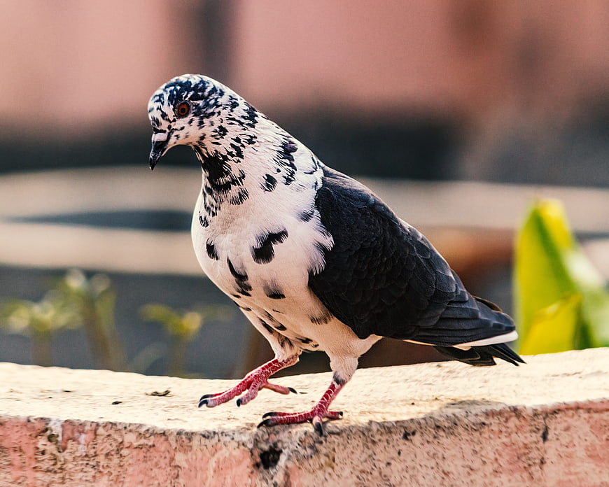 Spotted Pigeon Perched on Stone Wall