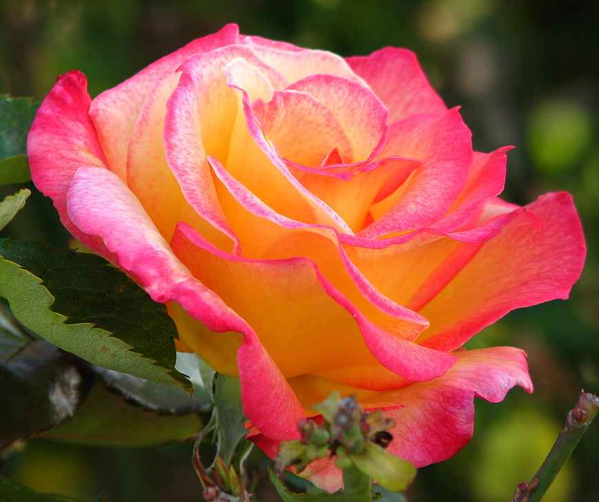 Close-up of vibrant pink and yellow bicolor rose