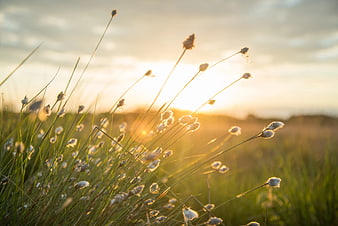 Golden Hour Backlit Marsh Plants in Field