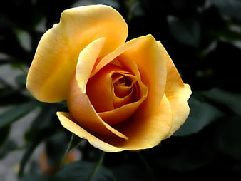 Close-up of a vibrant yellow rose with dark background