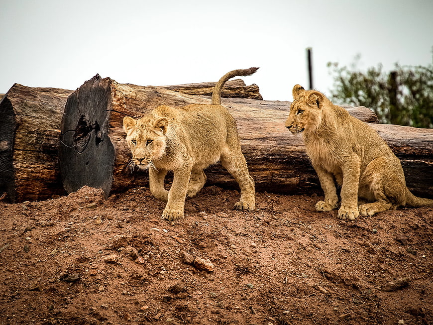 Two Lion Cubs Playing Near Large Log in Wild