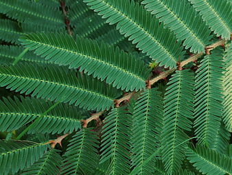 Close-up of green spiny mimosa leaves with thorns
