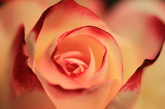 Close-up of a vibrant orange and red rose bloom