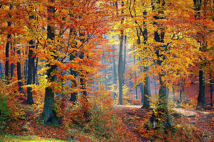 Vibrant Autumn Forest with Golden Sunlight and Colorful Leaves