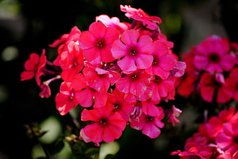 Vibrant Pink Phlox Flowers in Summer Garden